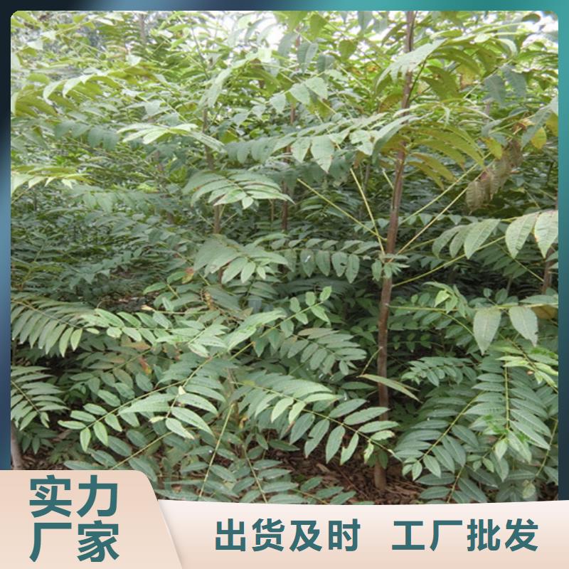 香椿_樱桃苗N年专注