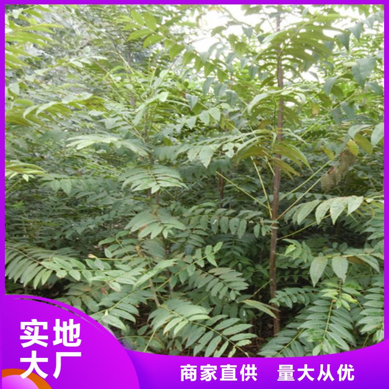 香椿_樱桃苗N年专注