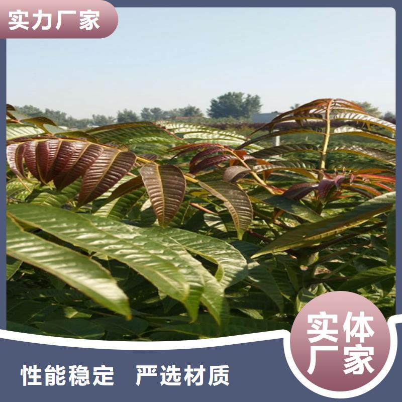 香椿_樱桃苗N年专注