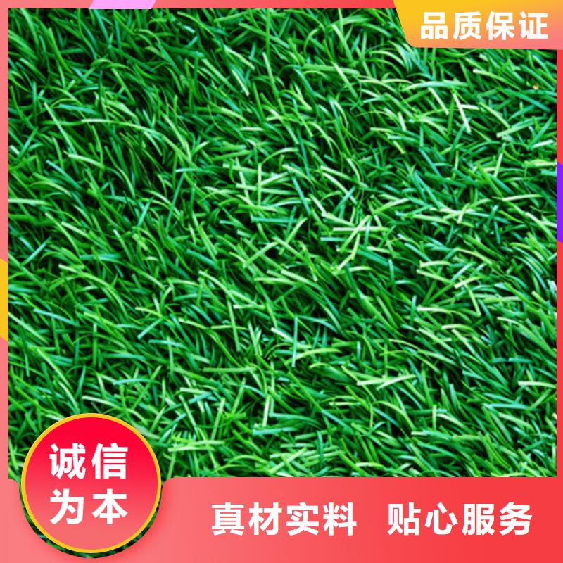 莱城围挡草坪采购