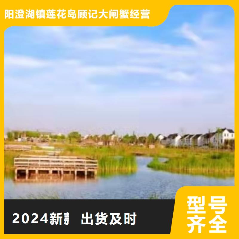 专业销售大闸蟹-价格优惠