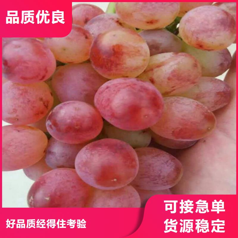 无核白鸡心葡萄苗团队