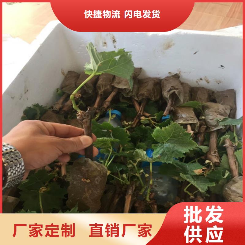 无核白鸡心葡萄苗团队
