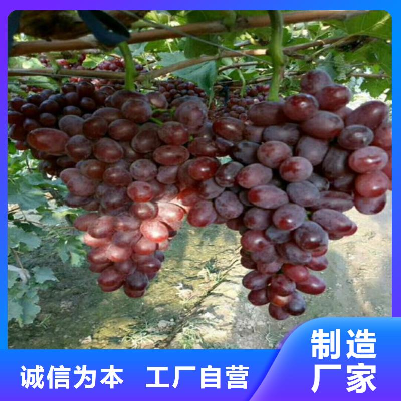 无核白鸡心葡萄苗团队