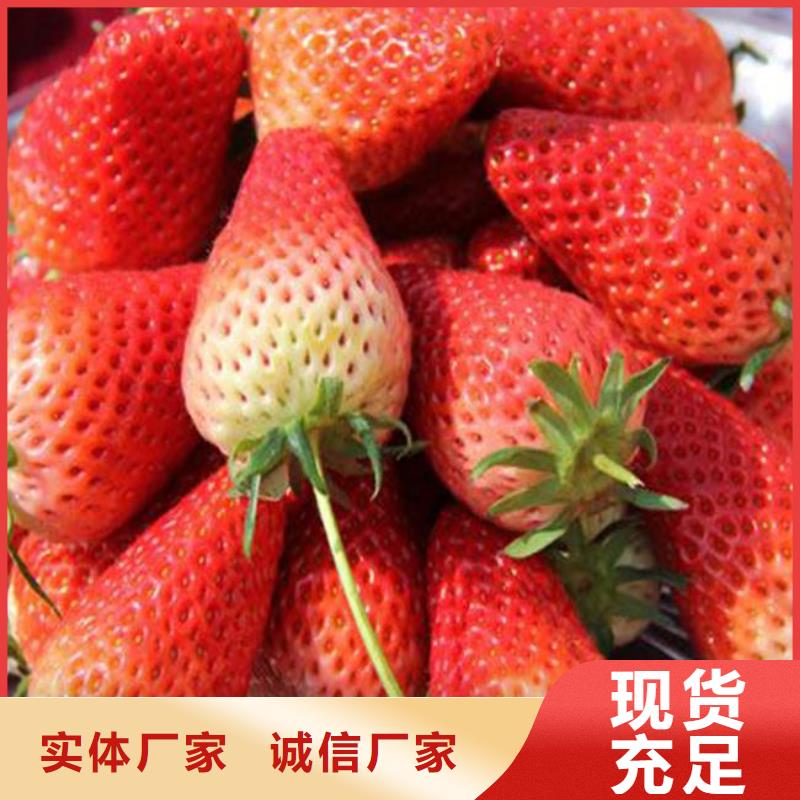【草莓苗白桃树苗大厂家实力看得见】