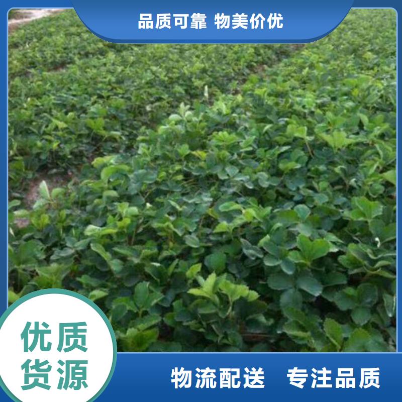 丰香草莓苗价格