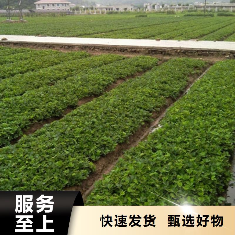 草莓苗红油香椿树苗源厂供货