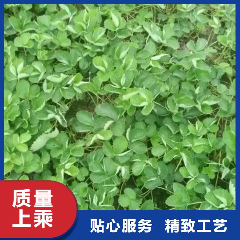 草莓苗-夏黑葡萄苗生产厂家