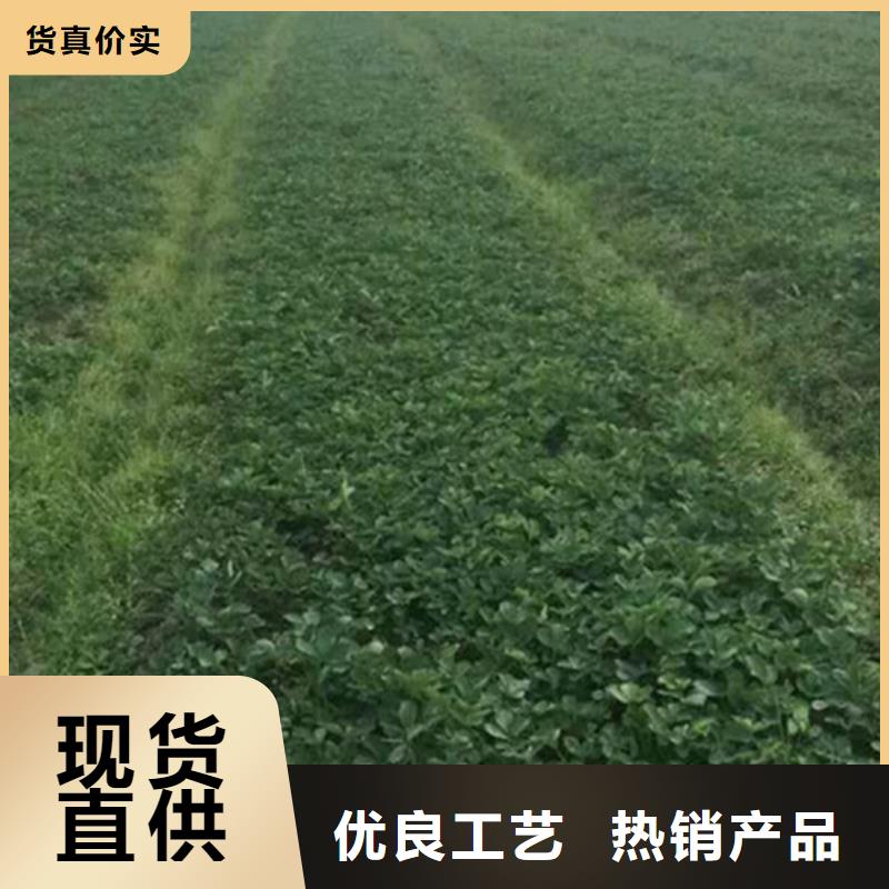 哪里出售四季草莓苗，四季草莓苗批发