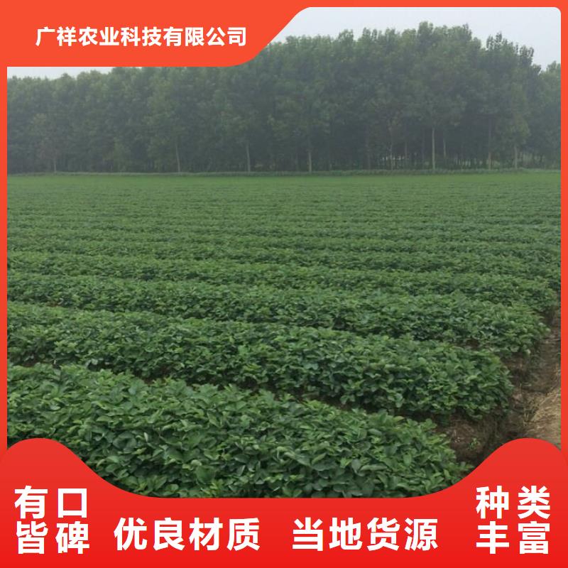 【草莓苗西梅树苗老品牌厂家】