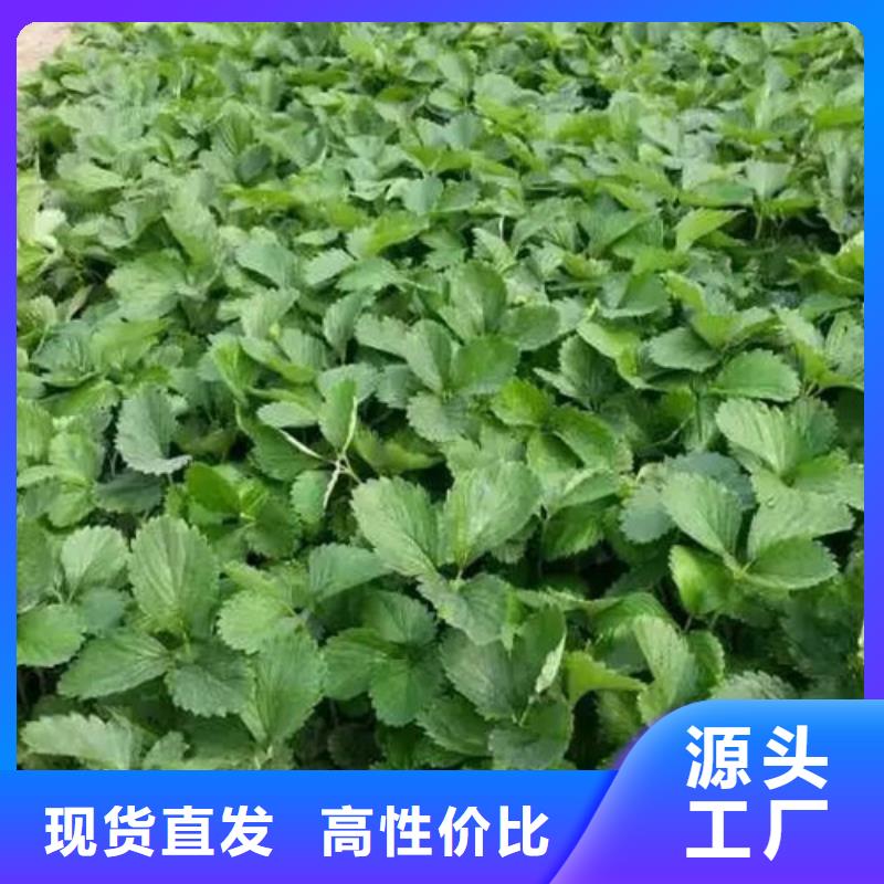 草莓苗红油香椿树苗厂家大量现货