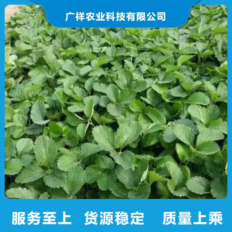 草莓苗-冬雪蜜桃树苗现货齐全售后无忧