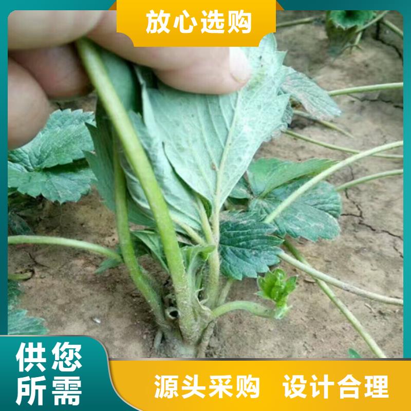 隋珠草莓苗哪里有种植的