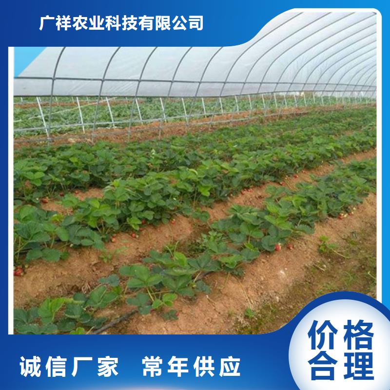 【草莓苗】冬雪蜜桃树苗大厂生产品质