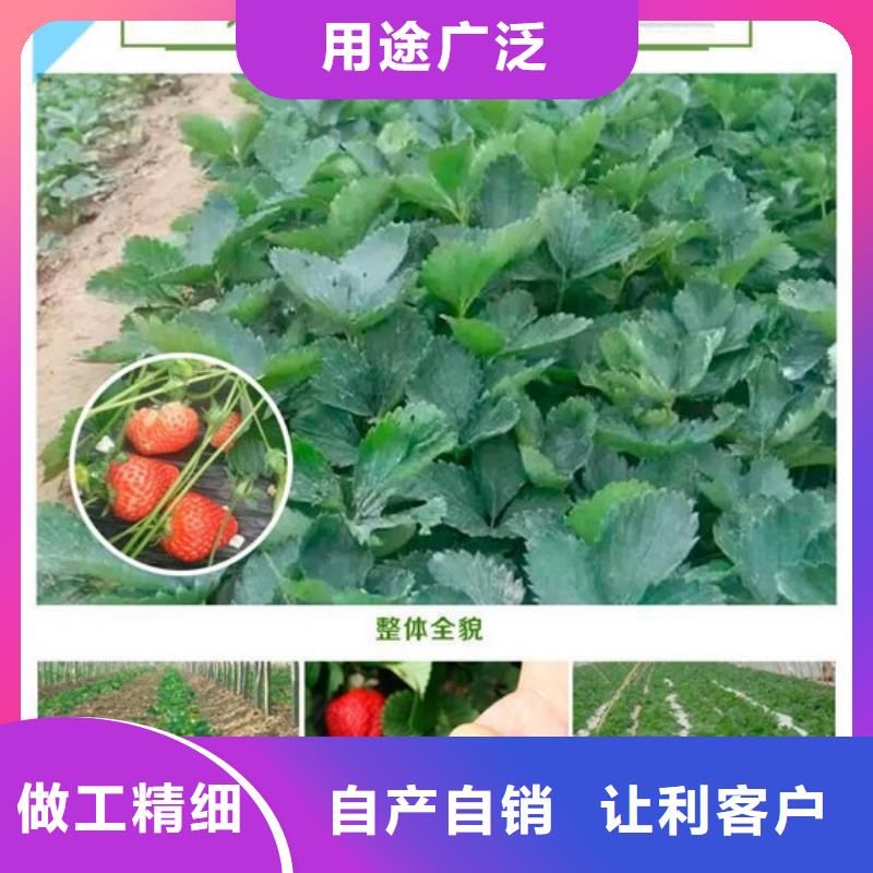 哪里出售四季草莓苗，四季草莓苗批发