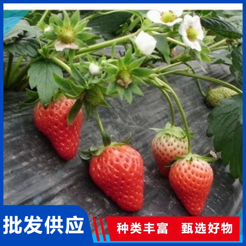 草莓苗黄宝石梨树苗质检合格发货