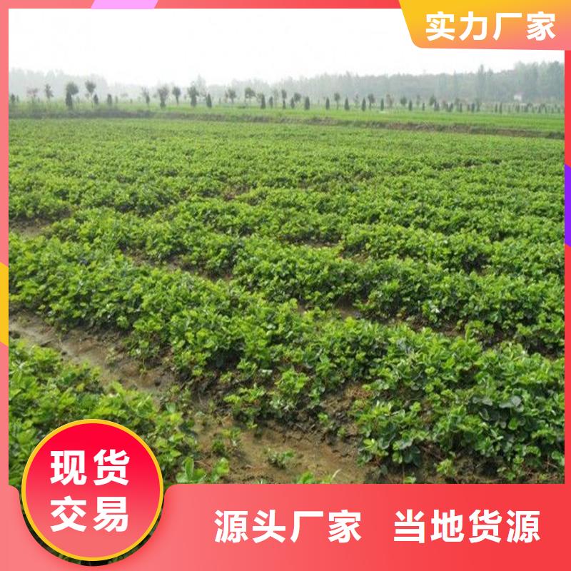 草莓苗毛蟠桃树苗基地精品选购