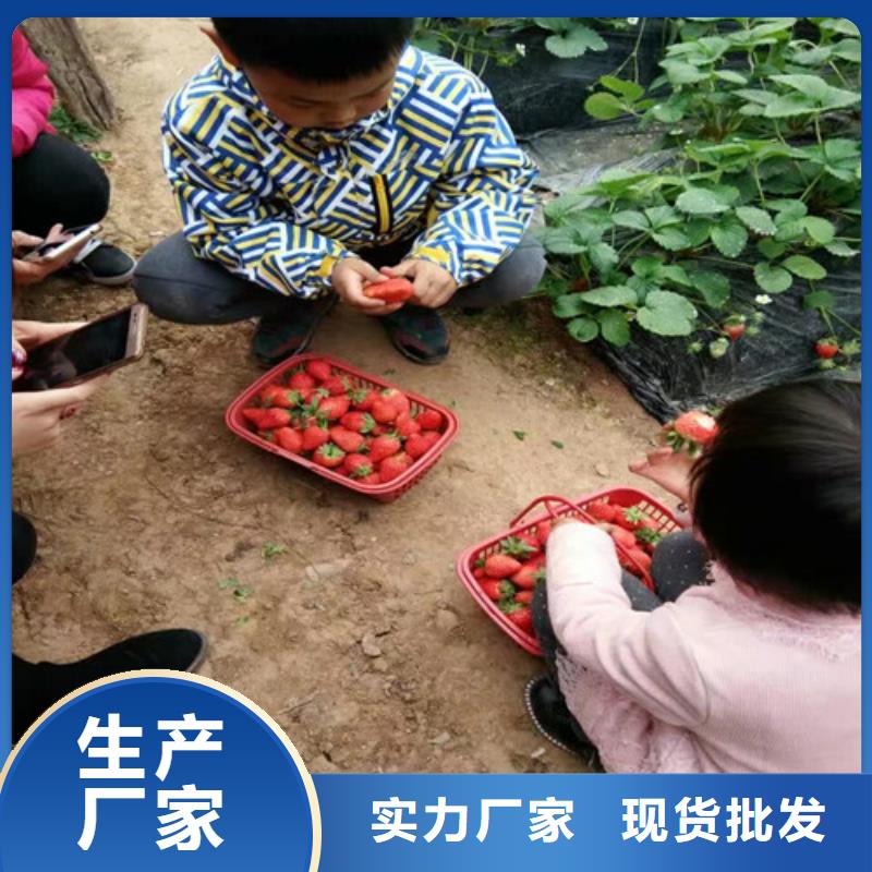 桃熏草莓苗培育基地