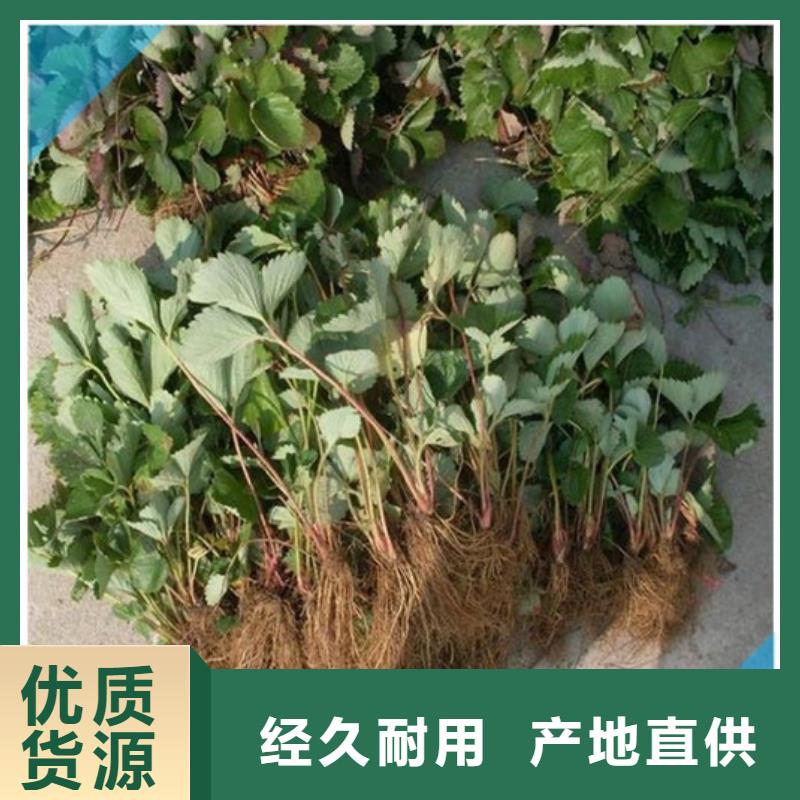 红桥哪里供应四季草莓苗，四季草莓苗品种齐全