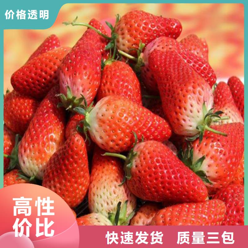 草莓苗-葡萄苗质保一年