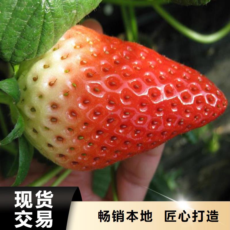 南开我想买妙香7号草莓苗，妙香7号草莓苗便宜价格