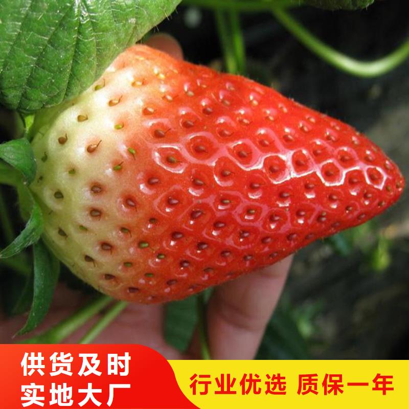 草莓苗-冬雪蜜桃树苗现货齐全售后无忧