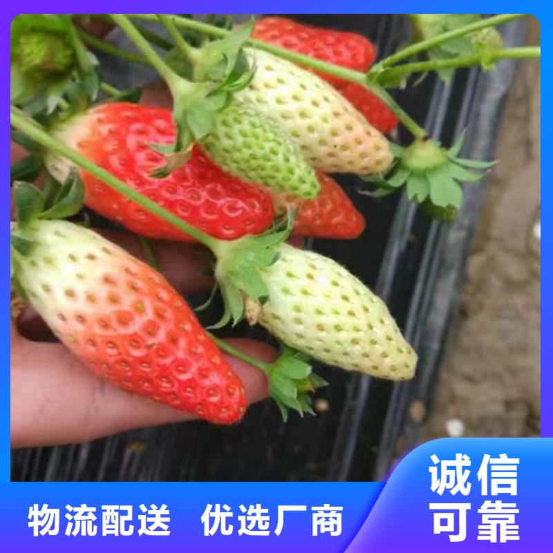 【草莓苗白桃树苗大厂家实力看得见】