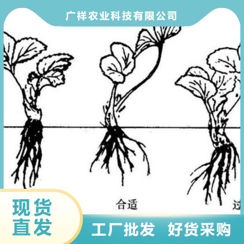 广祥桃树苗基地【草莓苗】 樱桃苗基地诚信厂家k257.com