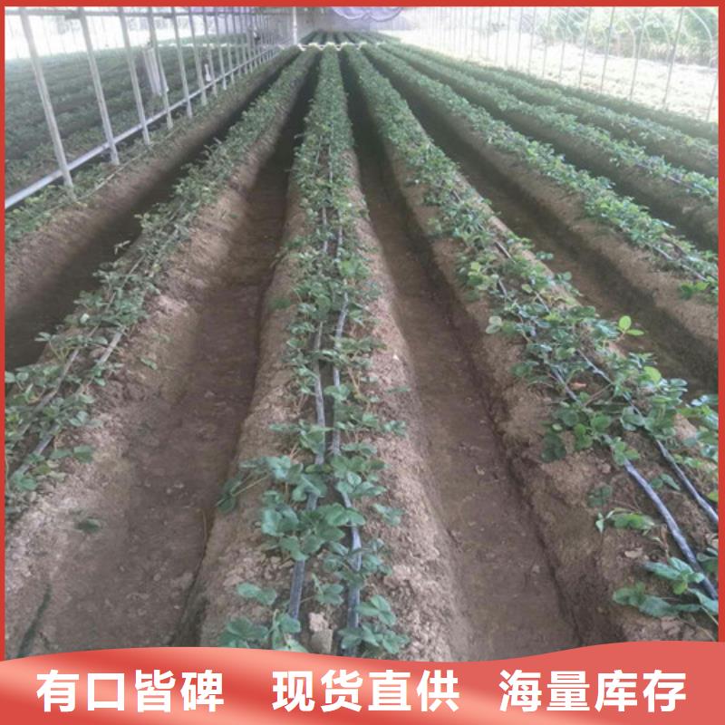 津南四季草莓苗耐储存品种