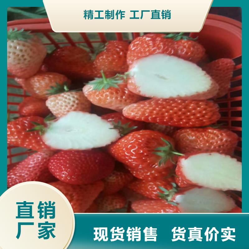 【草莓苗】冬雪蜜桃树苗大厂生产品质