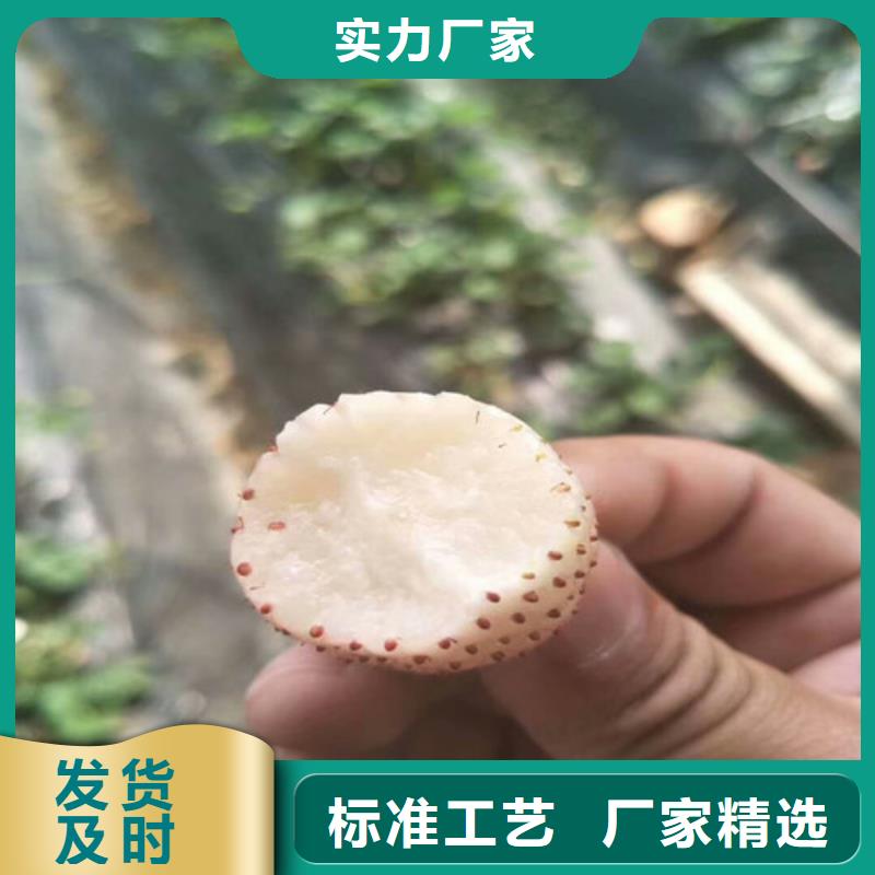 草莓苗葡萄苗基地厂家供应