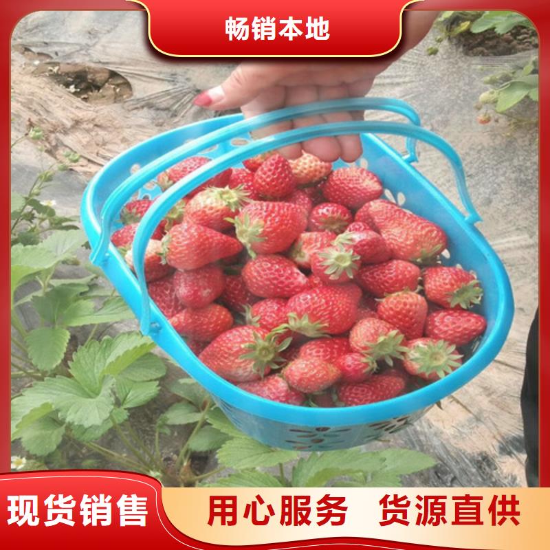 【草莓苗】冬雪蜜桃树苗大厂生产品质