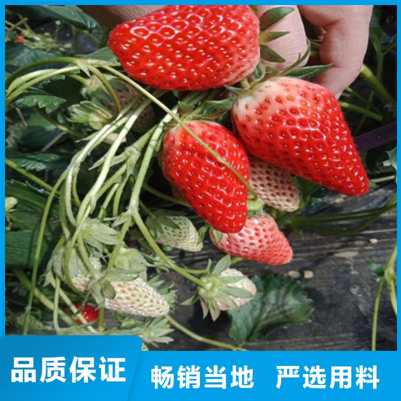 草莓苗 柱状梨树苗优质材料厂家直销