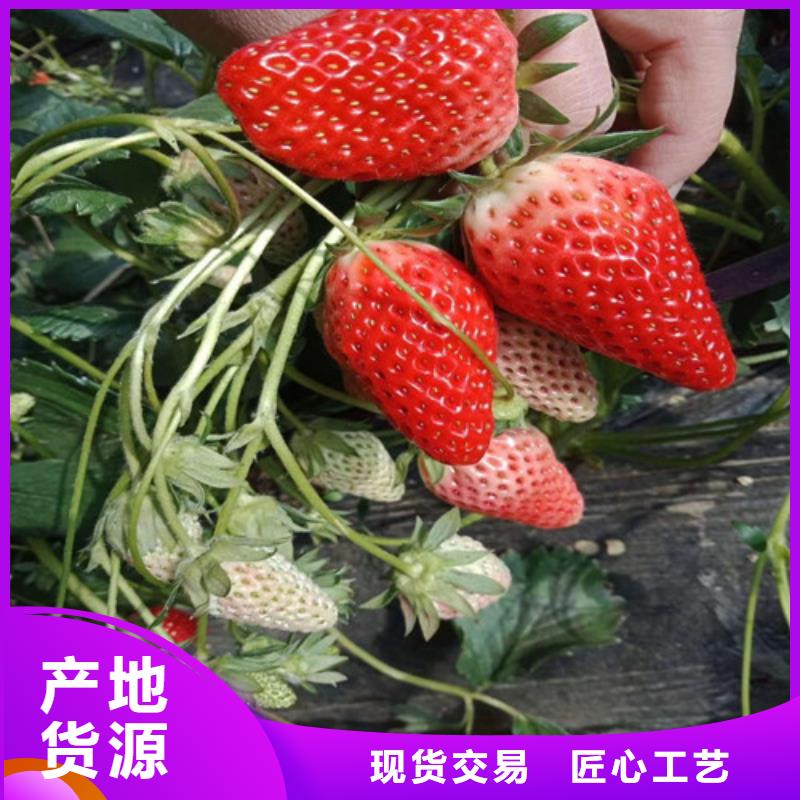 草莓苗草莓苗价格好品质售后无忧