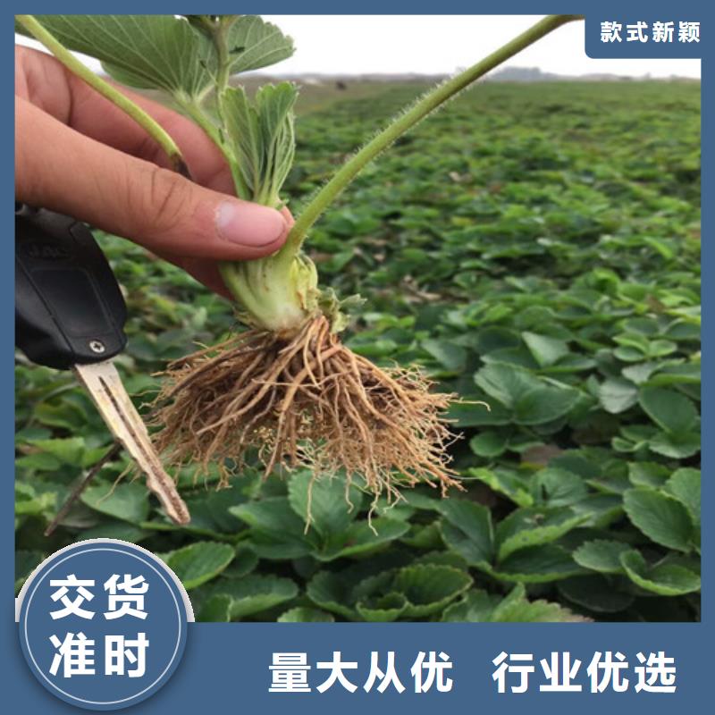 草莓苗【苹果苗】追求细节品质
