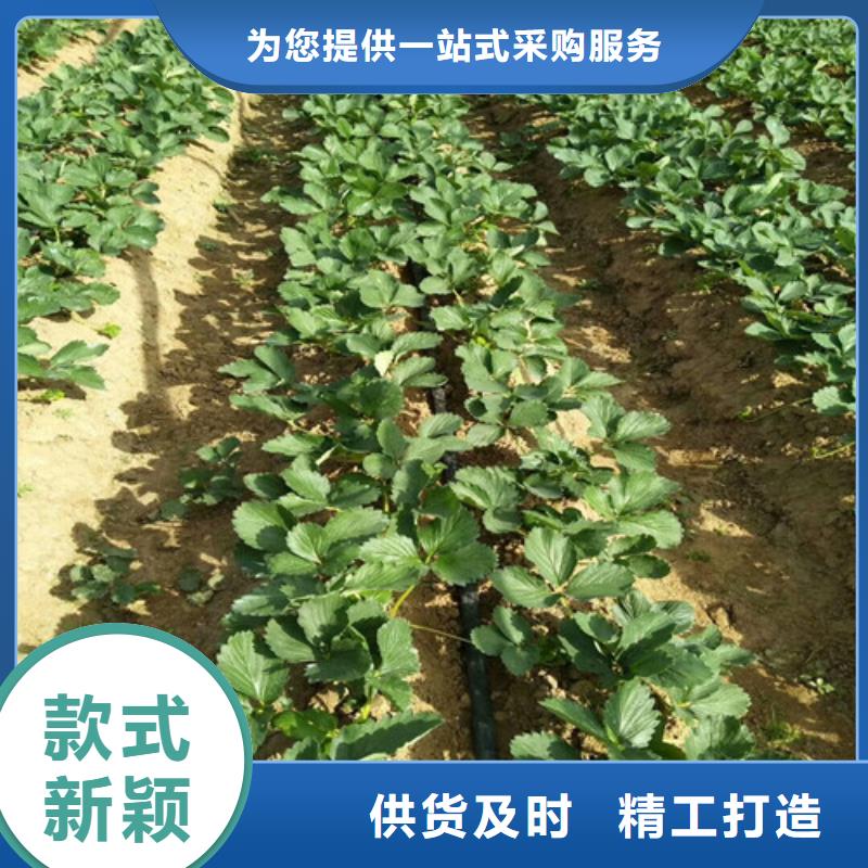 草莓苗苹果苗种类丰富