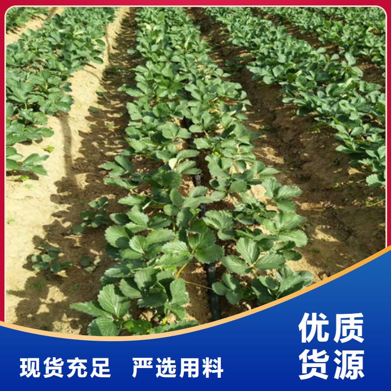 丰香草莓苗价格