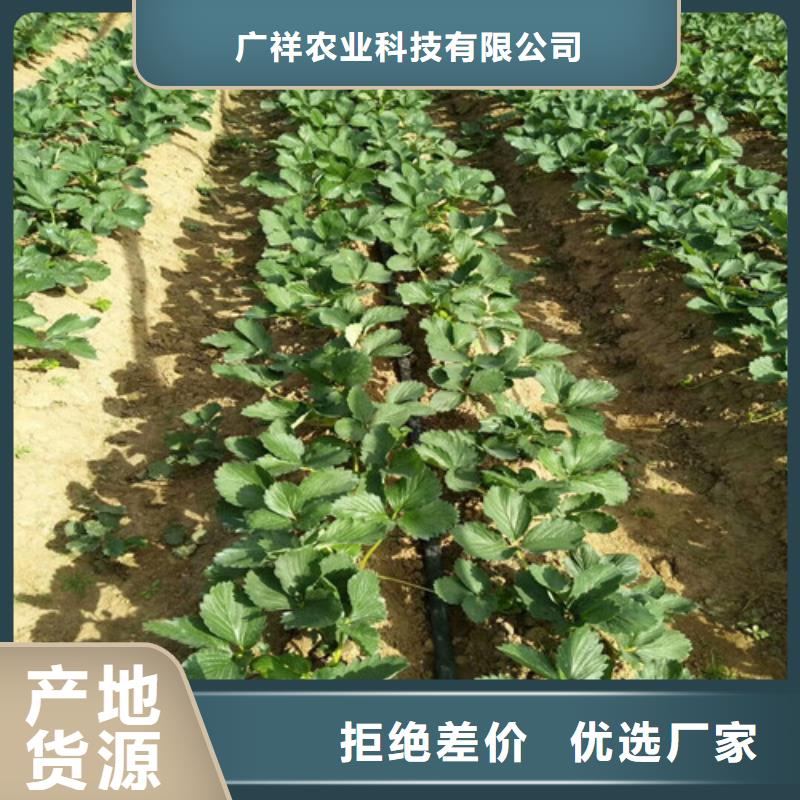 草莓苗红油香椿树苗源厂供货