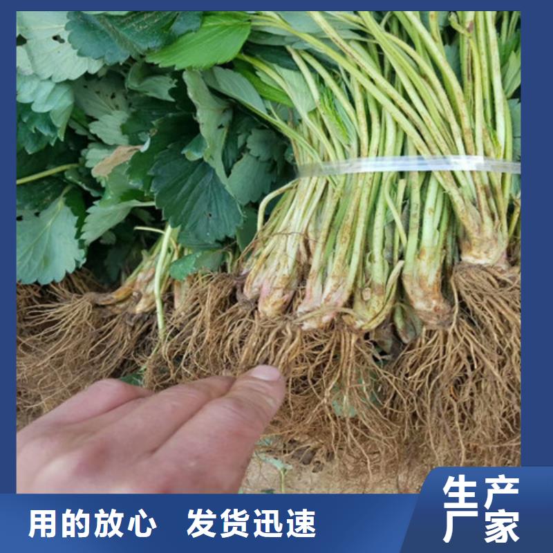 南开我想买妙香7号草莓苗，妙香7号草莓苗便宜价格