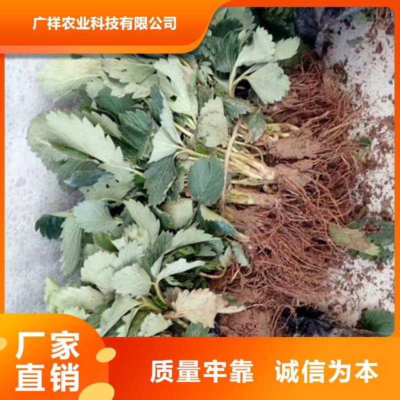 草莓苗蓝宝石葡萄苗优选厂商
