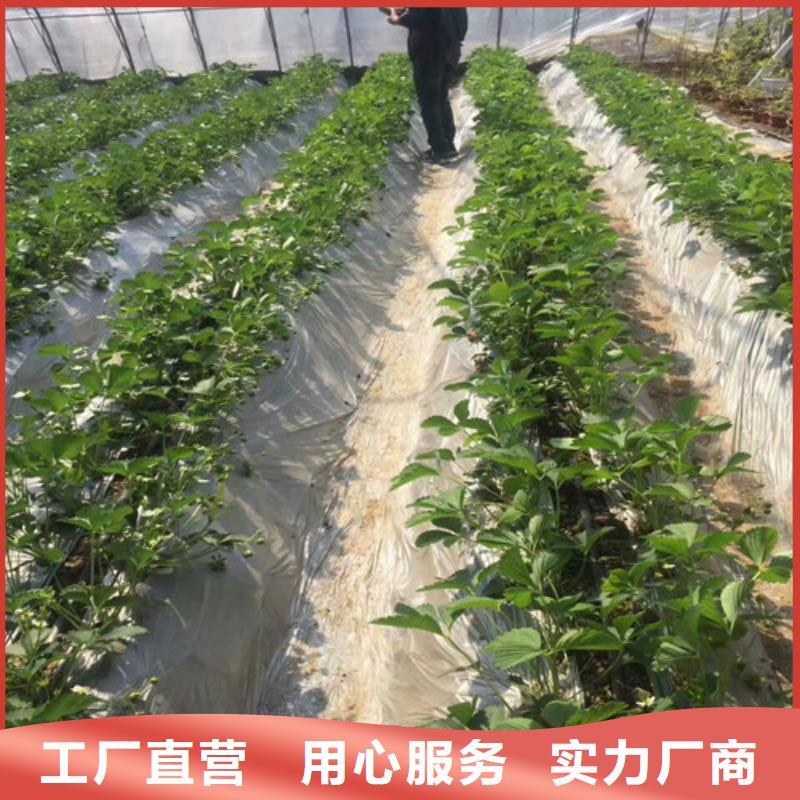 草莓苗-草莓苗价格48小时发货