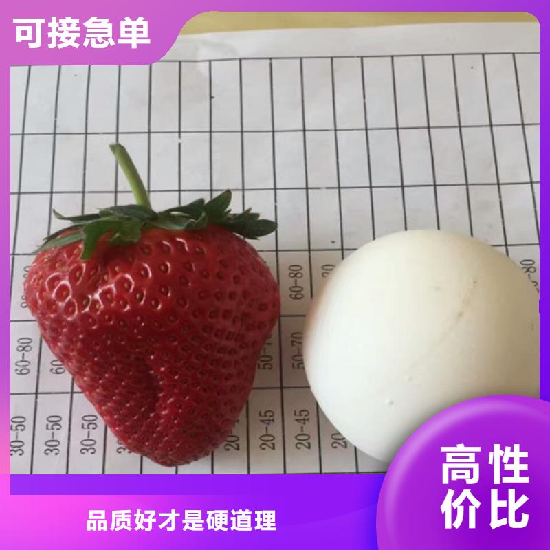 【草莓苗白桃树苗大厂家实力看得见】