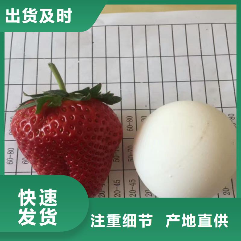 东方市草莓苗品种亩产多少