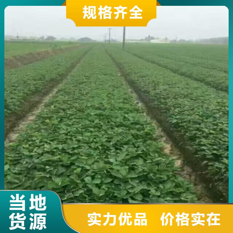 草莓苗苹果苗种类丰富