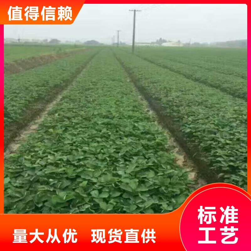 桃熏草莓苗培育基地