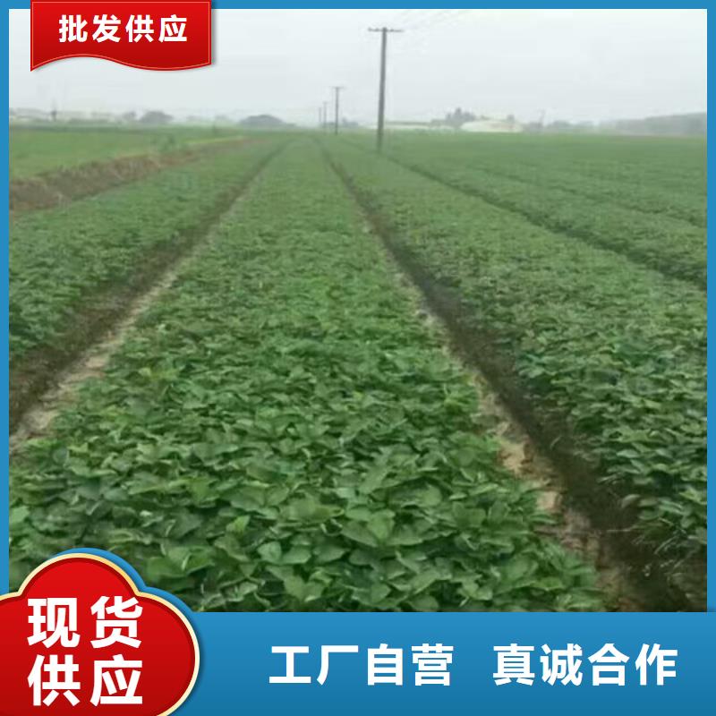 草莓苗-草莓苗价格48小时发货