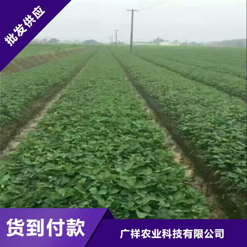 草莓苗-葡萄苗质保一年