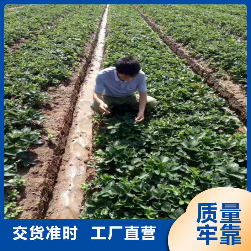 草莓苗苹果苗种类丰富