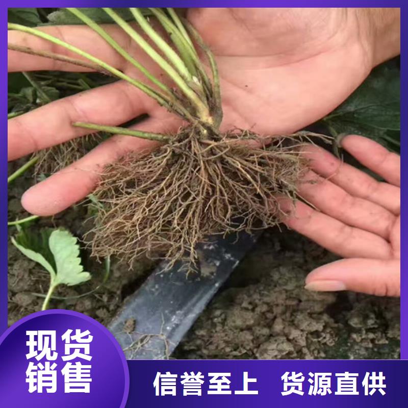 【草莓苗西梅树苗老品牌厂家】