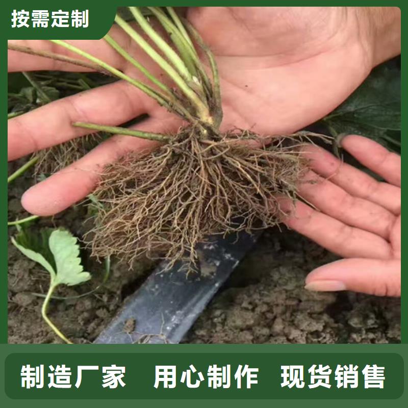 津南四季草莓苗耐储存品种